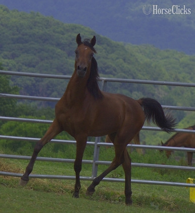 "Aragon pma" Bay Stallion Arabian in Pennsylvania