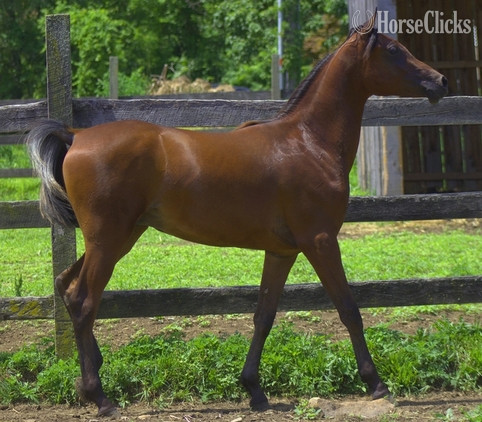 "Aragon pma" Bay Stallion Arabian