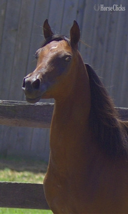 Pennsylvania "Aragon pma" Bay Stallion Arabian
