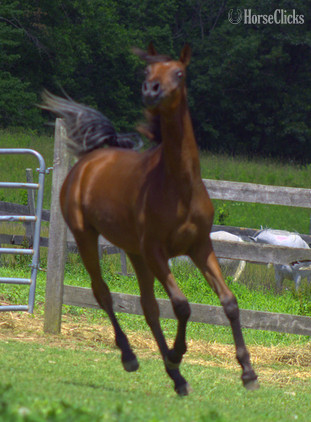 "Aragon pma" Bay Stallion Arabian - Arabian in Pennsylvania