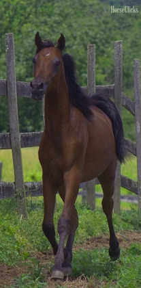 "Aragon pma" Bay Stallion Arabian - Arabian