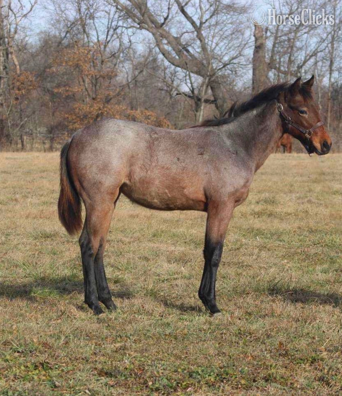 "Sasha " Bay Roan Filly Quarter Horse in North Carolina