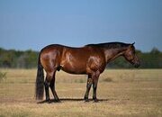 "Dually" Bay Gelding Quarter Horse