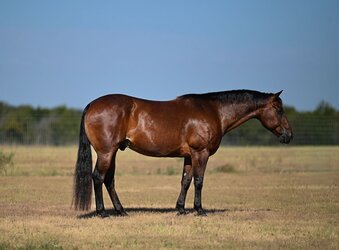 "Dually" Bay Gelding Quarter Horse