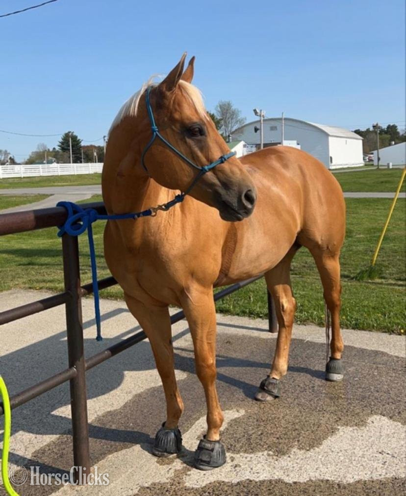 "Daisy" Bay Mare Quarter Horse in Texas