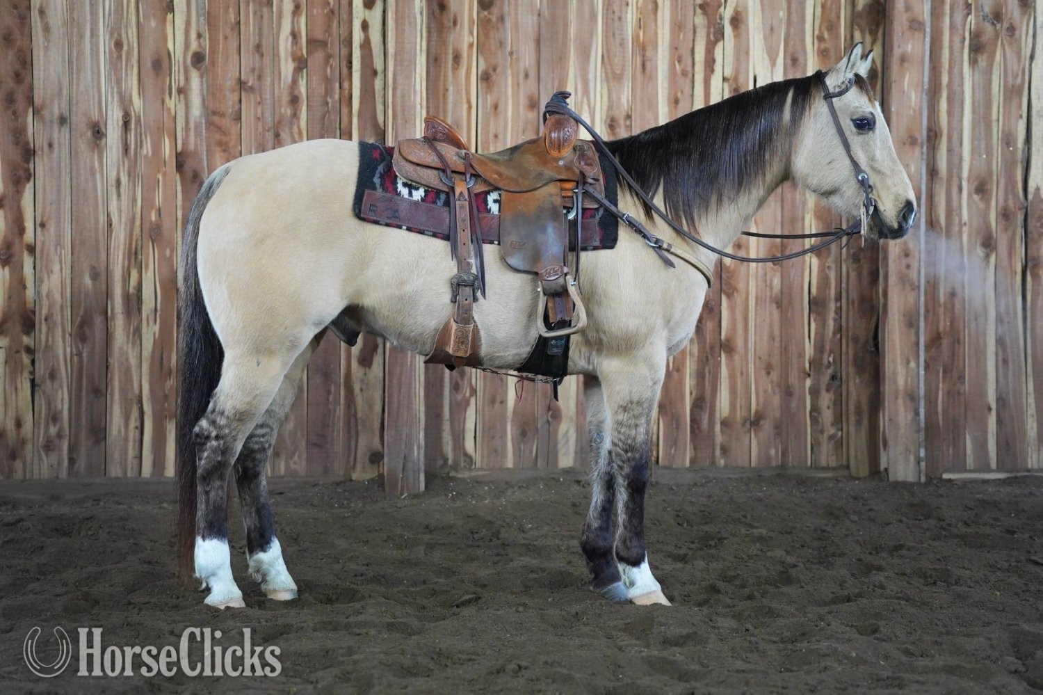 "Dunny" Dun Gelding Quarter Horse in Texas