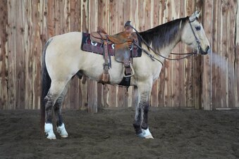 "Dunny" Dun Gelding Quarter Horse