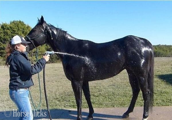 "Jack" Black Gelding Quarter Horse in Arizona