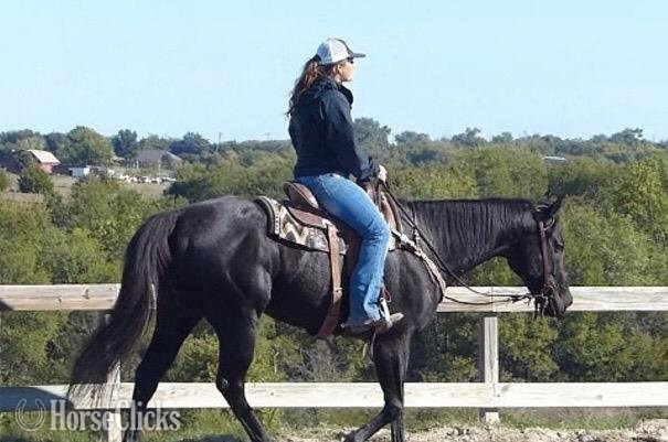 "Jack" Black Gelding Quarter Horse