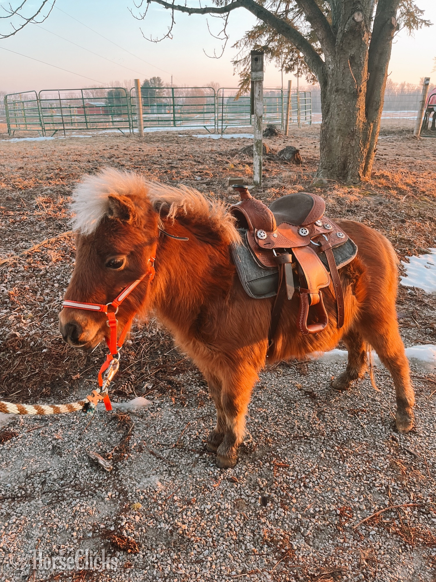 "bud" Bay Stallion Pony in Indiana