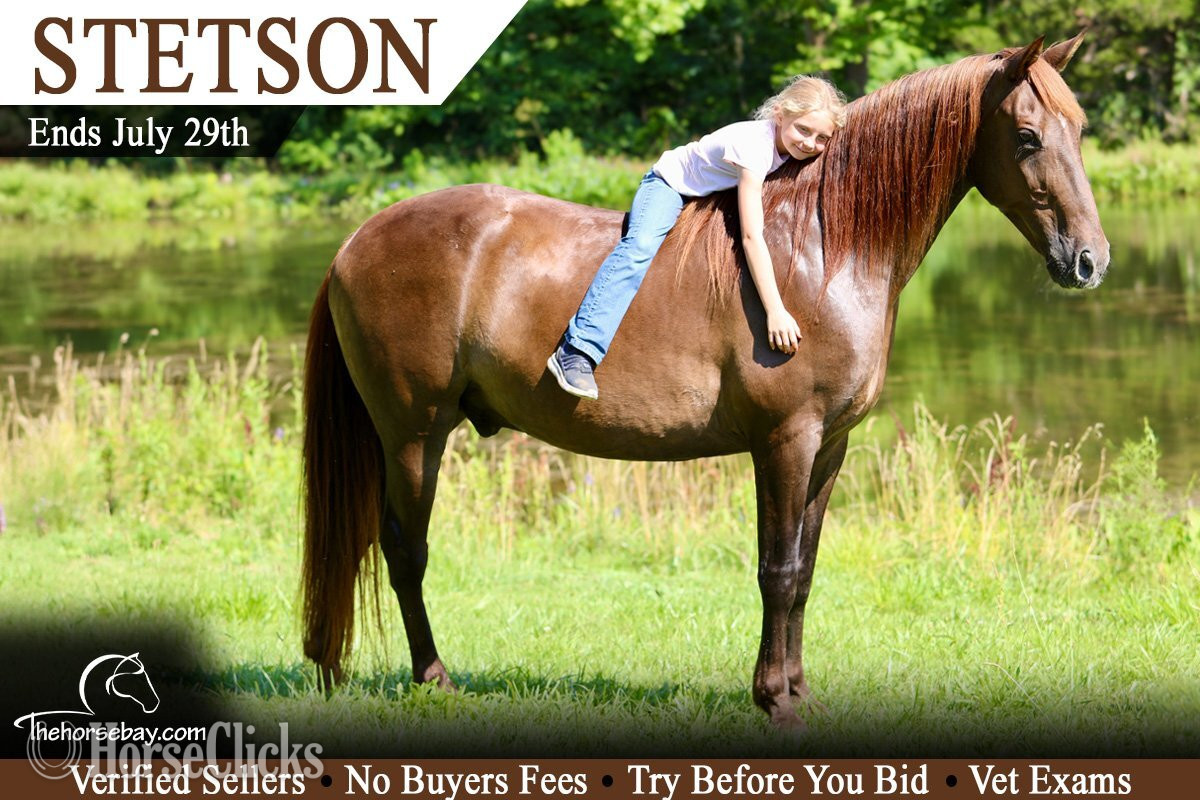 "Stetson" Chocolate Gelding Kentucky Mountain in Kentucky