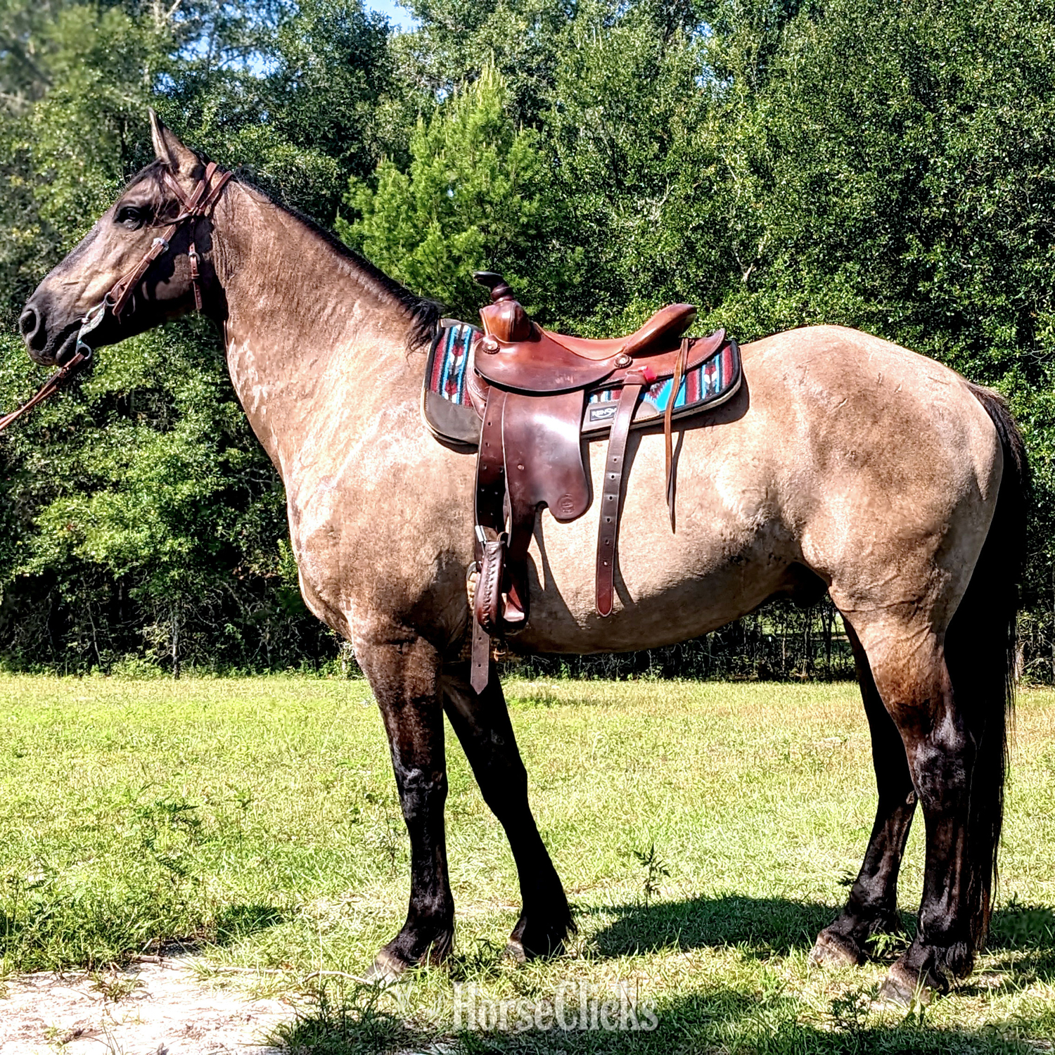 "Troy" Grullo Gelding Friesian