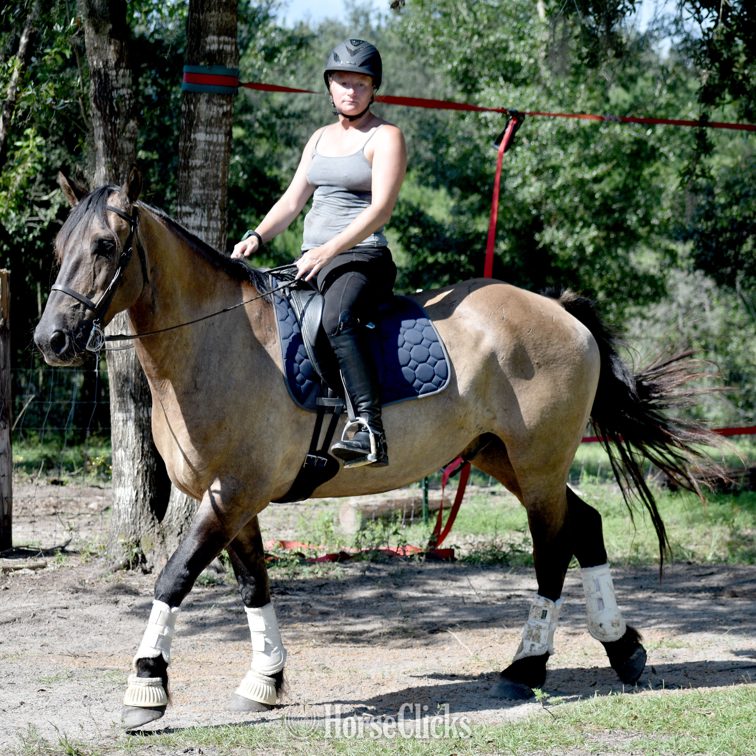 Friesian - "Troy" Grullo Gelding Friesian