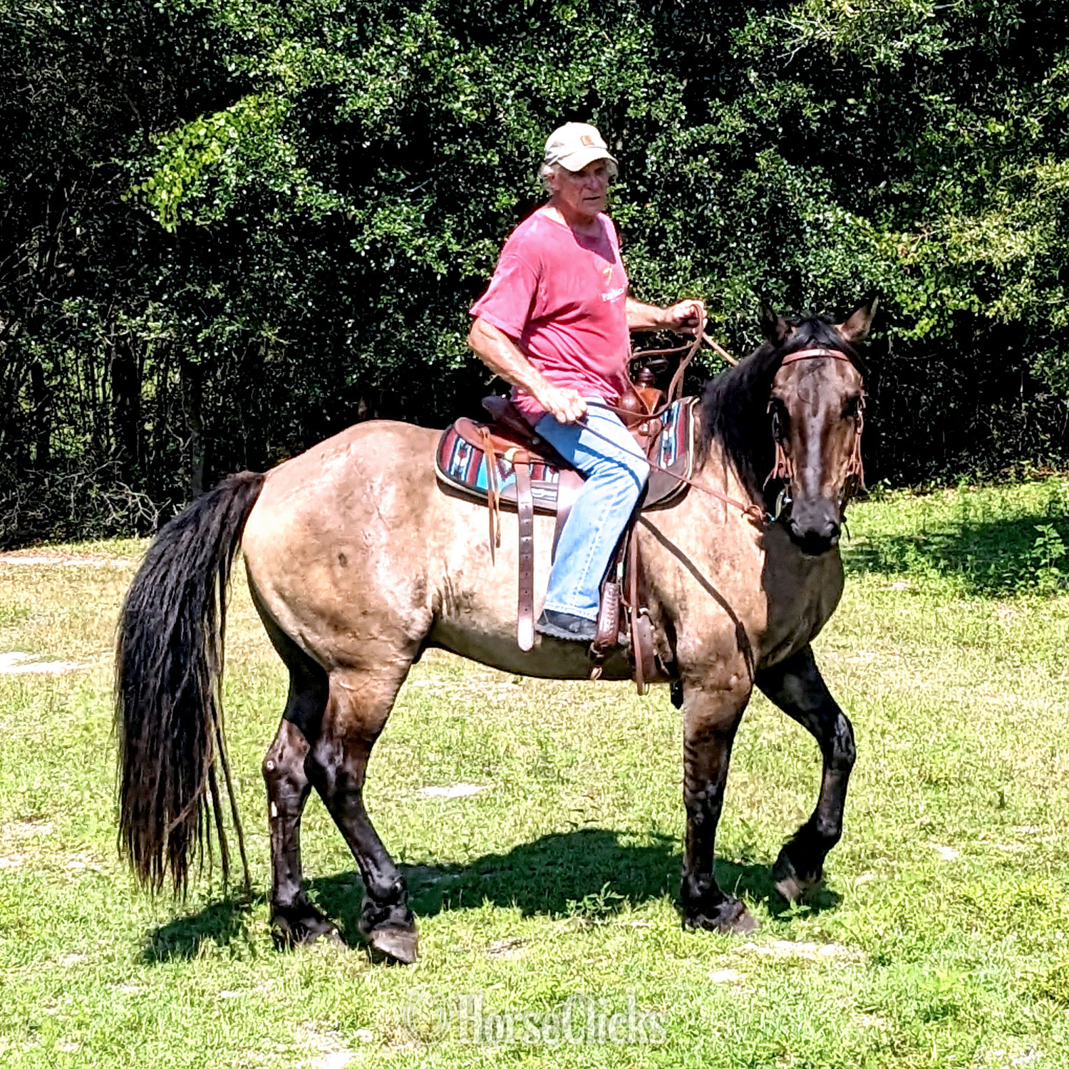 Friesian - "Troy" Grullo Gelding Friesian in Mississippi