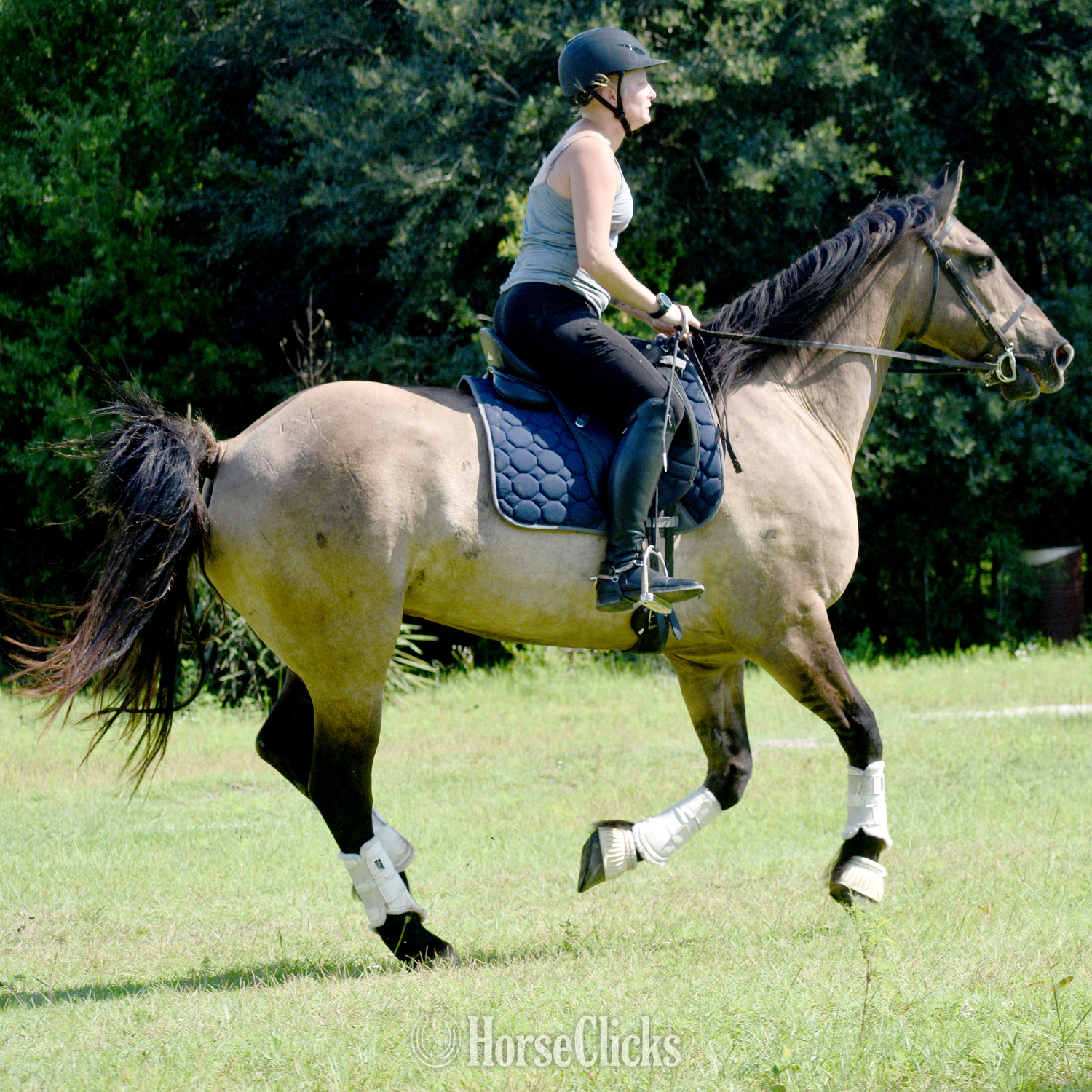 "Troy" Grullo Gelding Friesian - Friesian in Mississippi