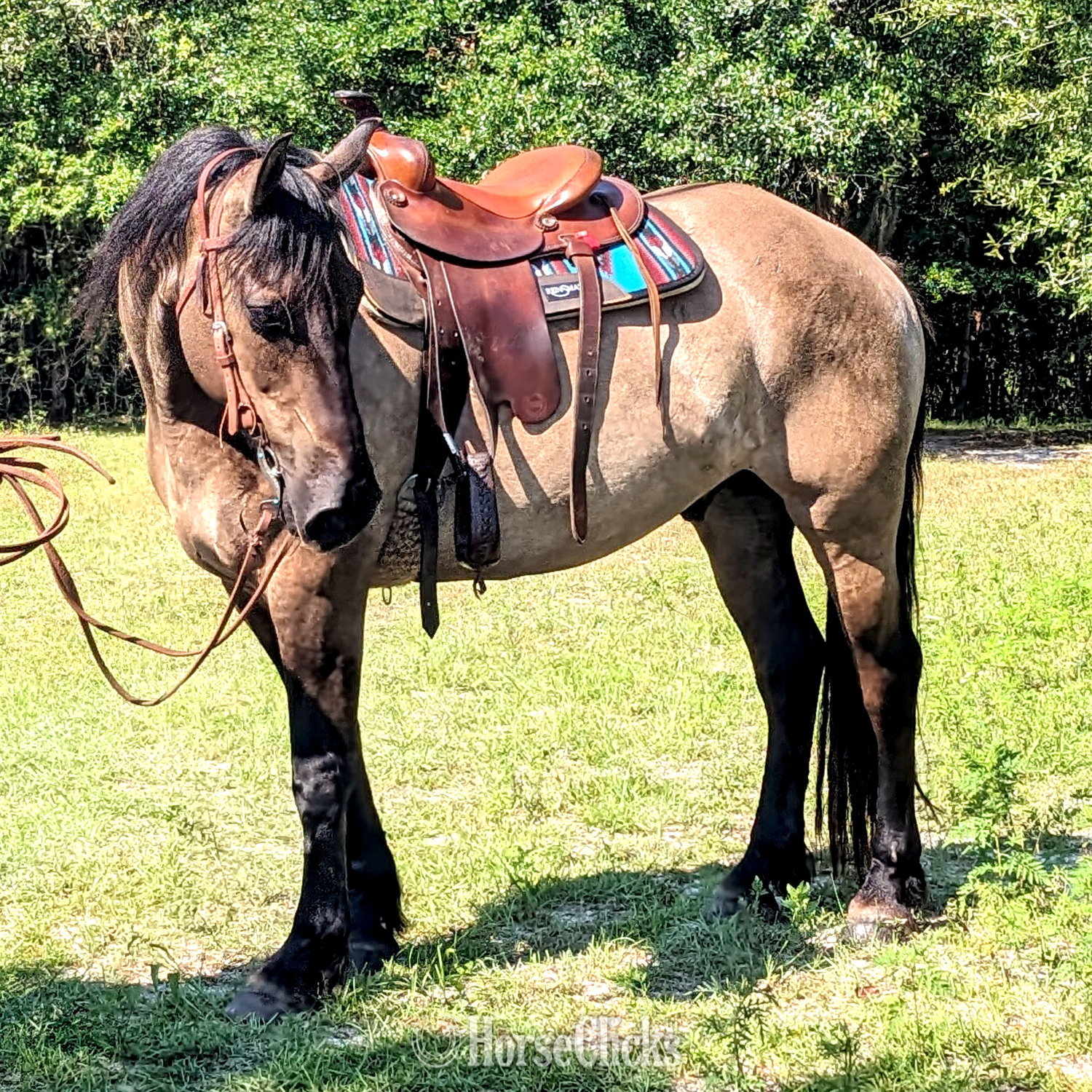 "Troy" Grullo Gelding Friesian Mississippi
