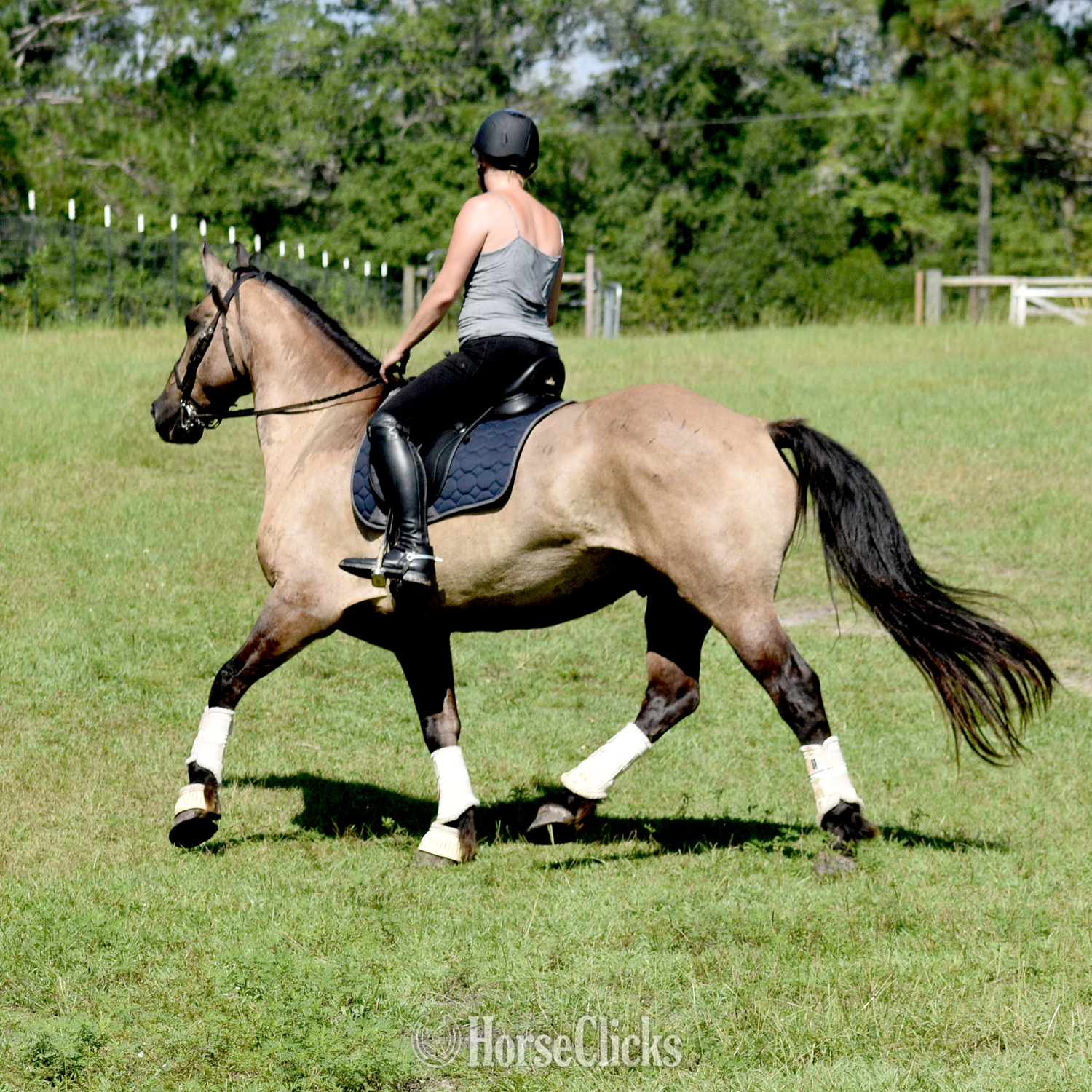 "Troy" Grullo Gelding Friesian in Mississippi