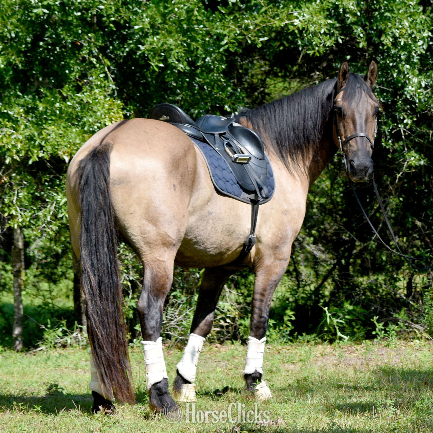 "Troy" Grullo Gelding Friesian - Friesian