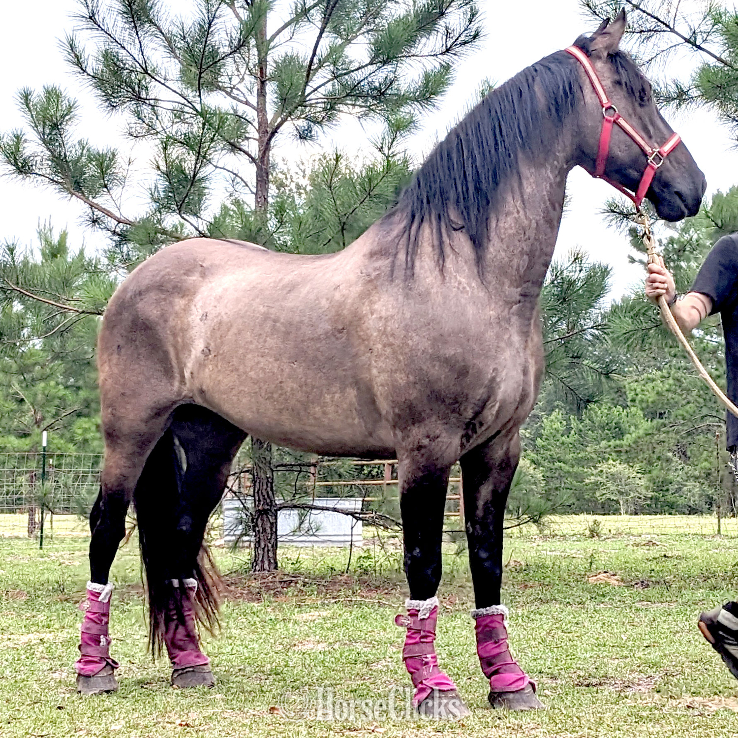 Mississippi "Troy" Grullo Gelding Friesian