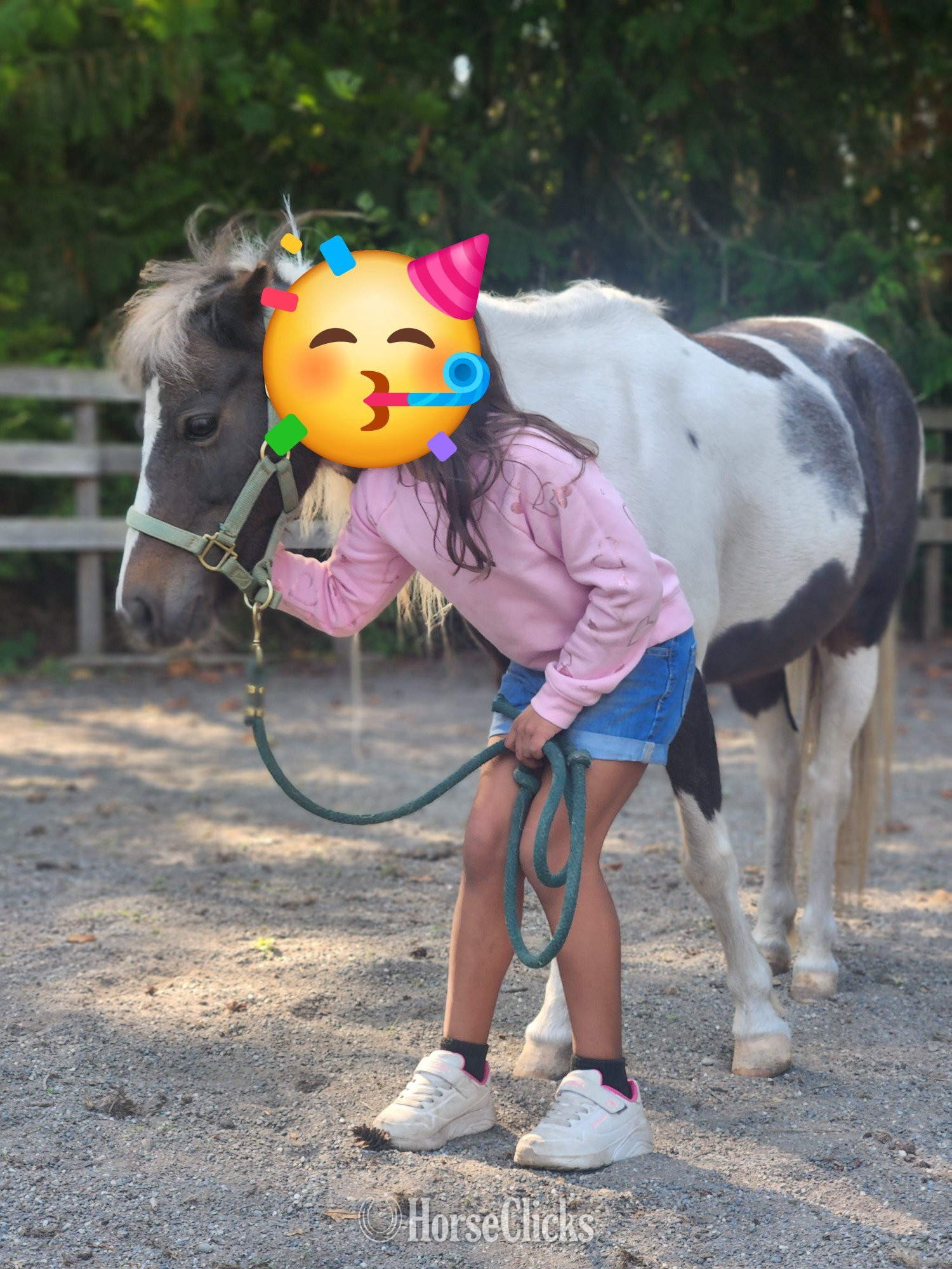 American Miniature - "Lymricks LaFreak ( Freda)" Pinto Mare American Miniature in Washington