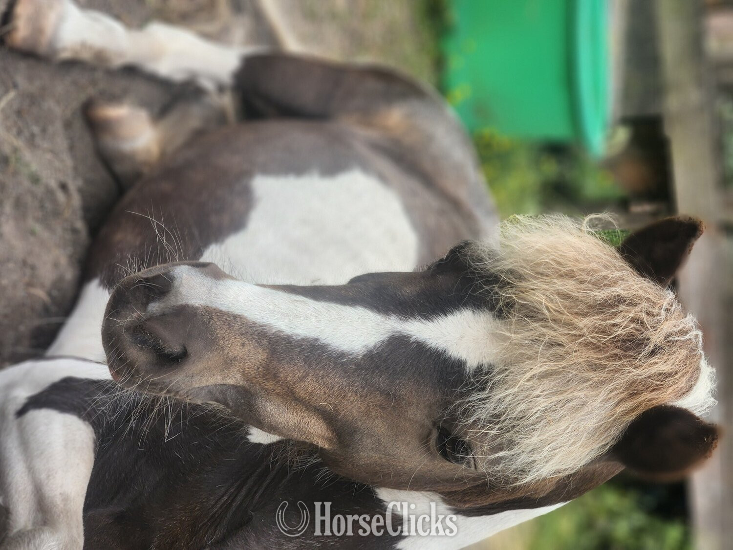 American Miniature - "Lymricks LaFreak ( Freda)" Pinto Mare American Miniature