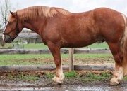 "HORTON" Chestnut Gelding Belgian