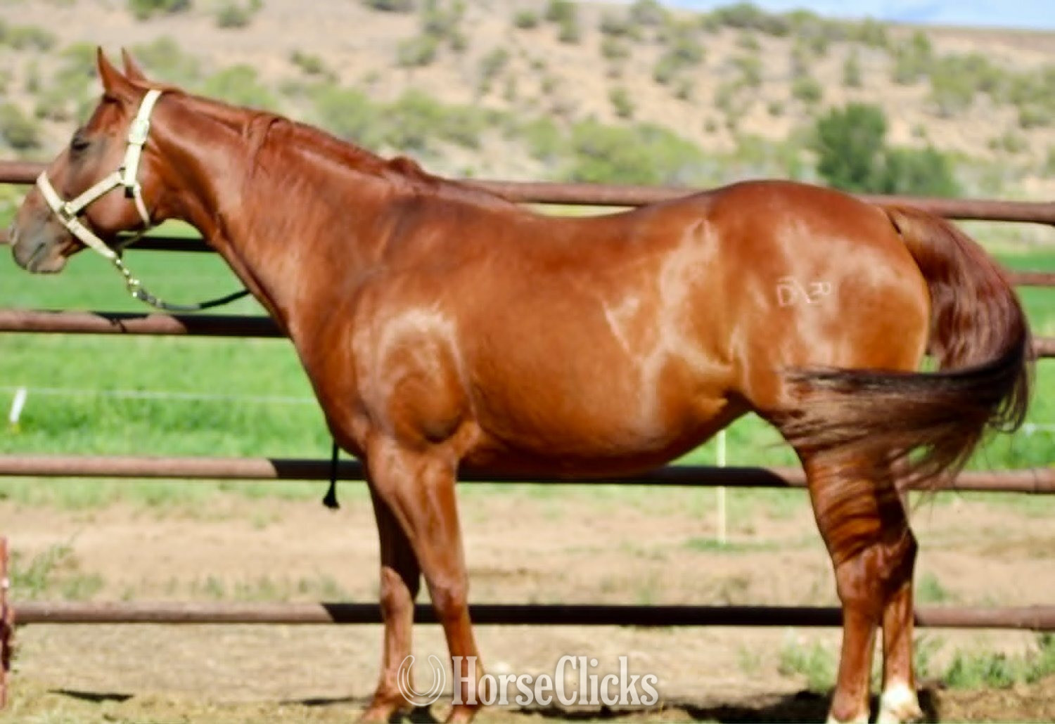 "Outta Prowlin" Sorrel Mare Quarter Horse in Colorado
