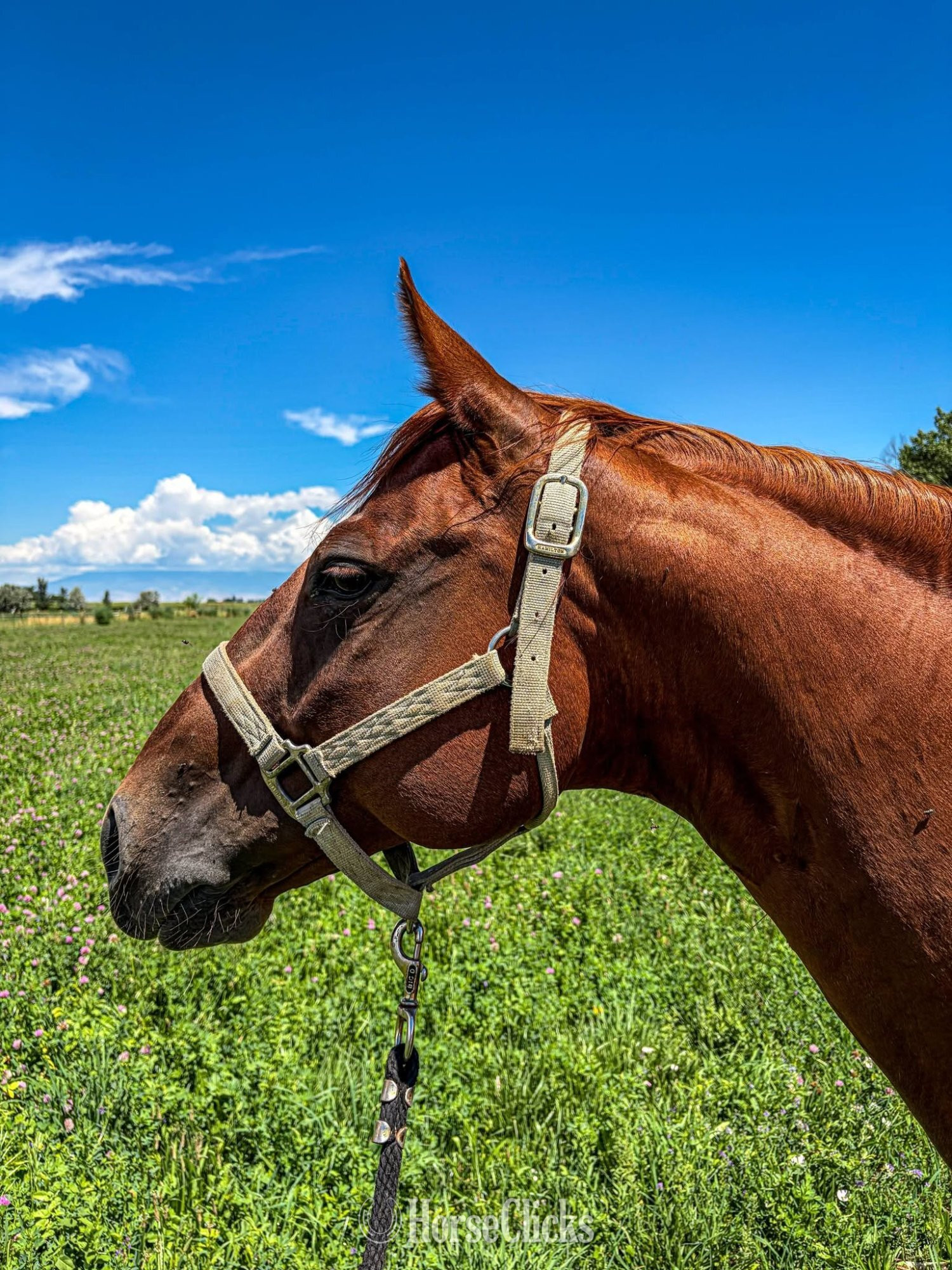 "Outta Prowlin" Sorrel Mare Quarter Horse