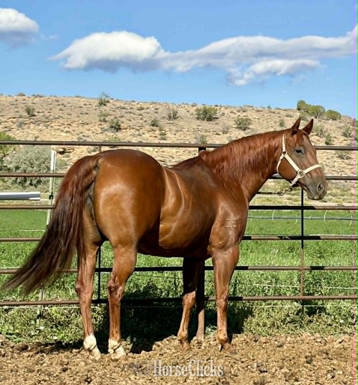 "Outta Prowlin" Sorrel Mare Quarter Horse