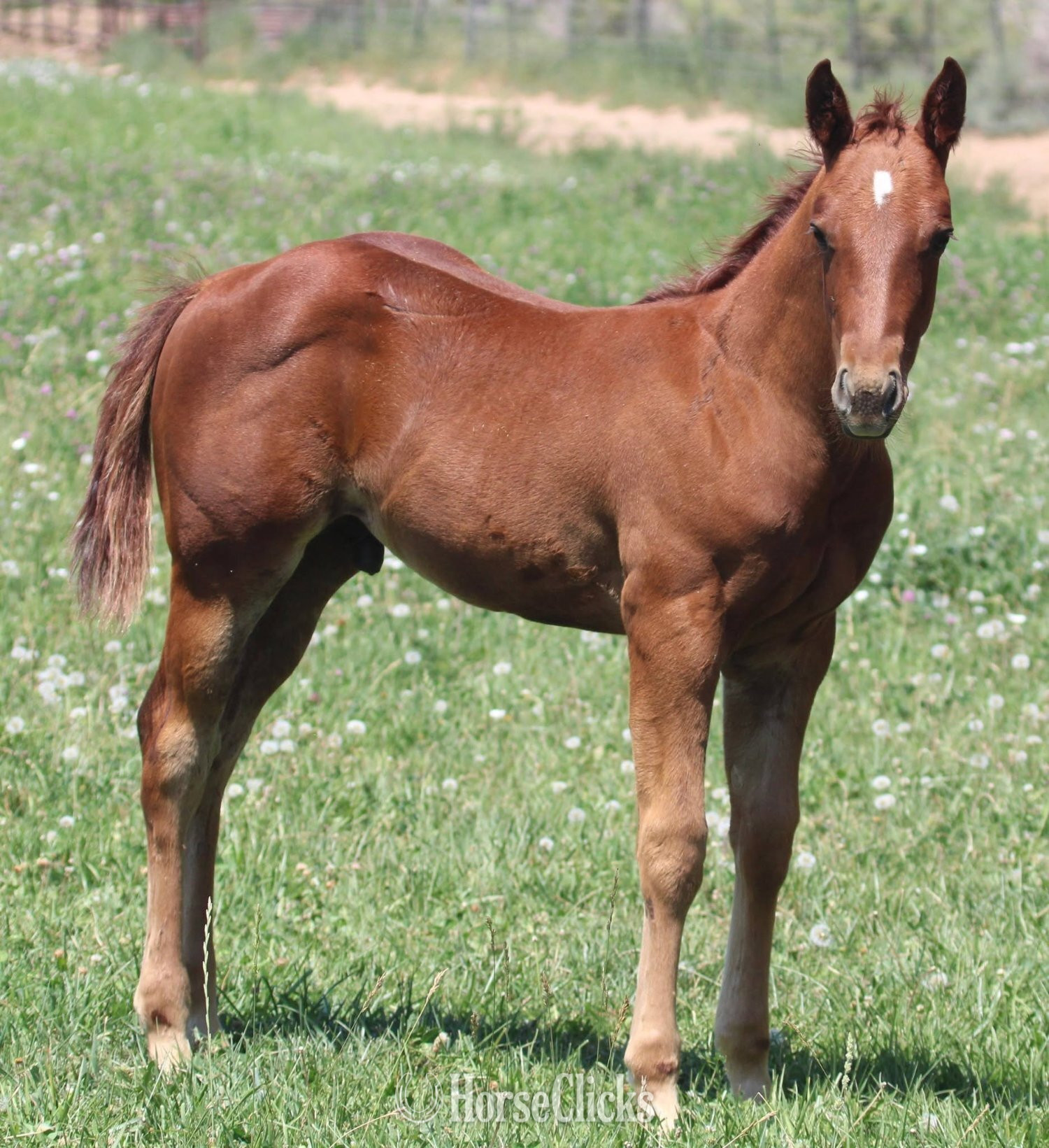 "Outta Prowlin" Sorrel Mare Quarter Horse - Quarter Horse in Colorado