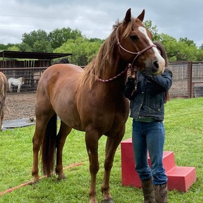 "Jitterbug" Sorrel Gelding Quarter Horse