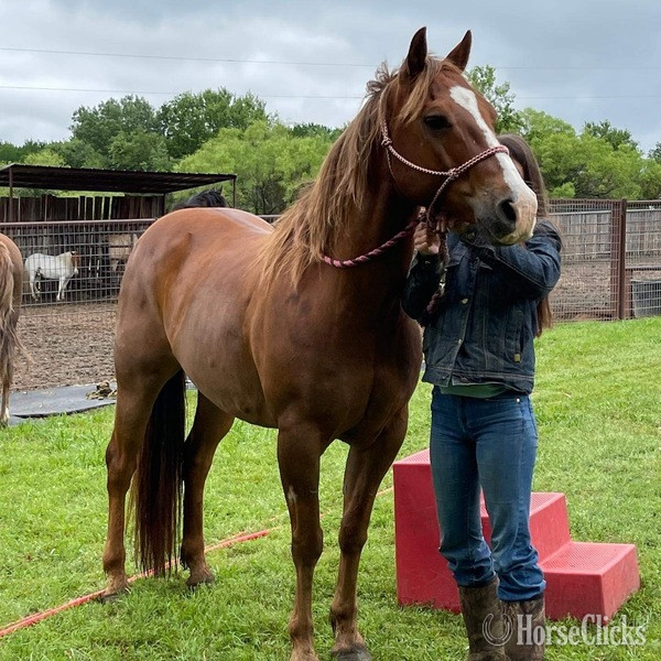 "Jitterbug" Sorrel Gelding Quarter Horse in Texas
