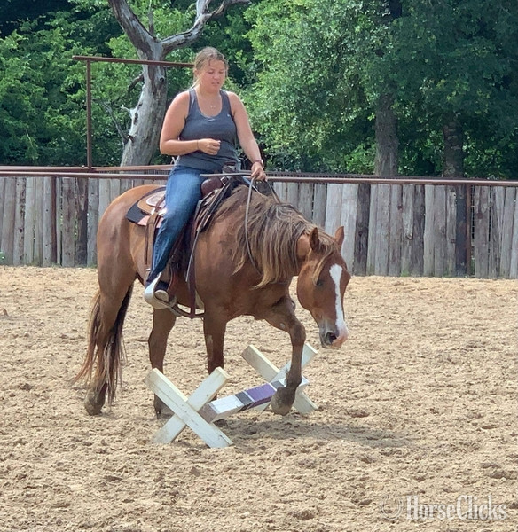 Texas "Jitterbug" Sorrel Gelding Quarter Horse