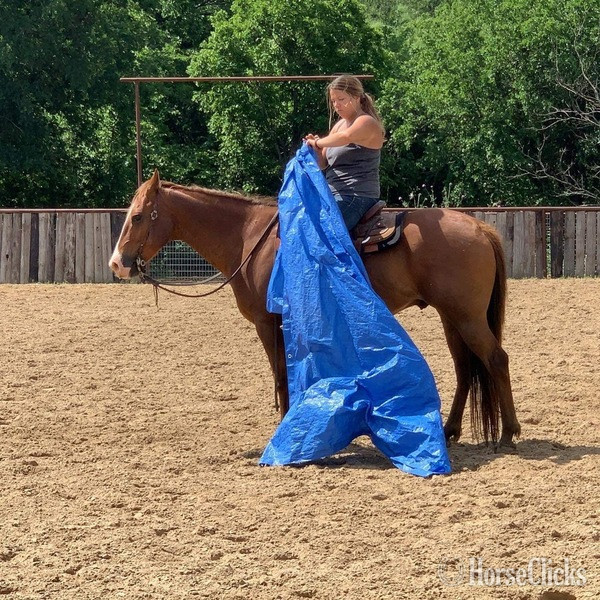 "Jitterbug" Sorrel Gelding Quarter Horse - Quarter Horse in Texas