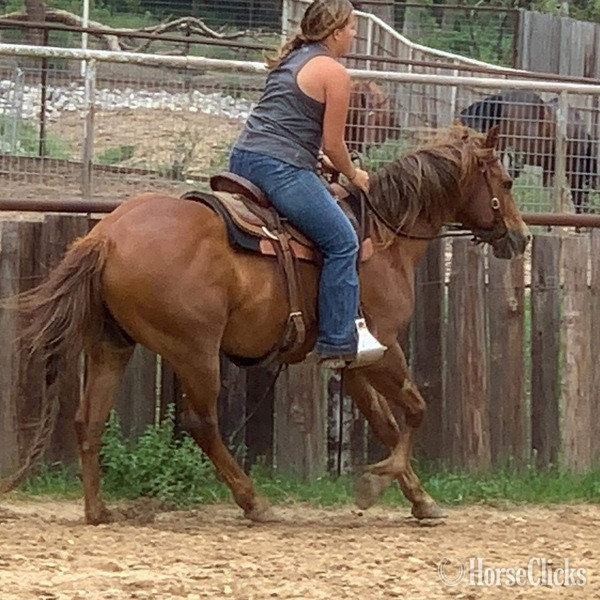 "Jitterbug" Sorrel Gelding Quarter Horse - Quarter Horse