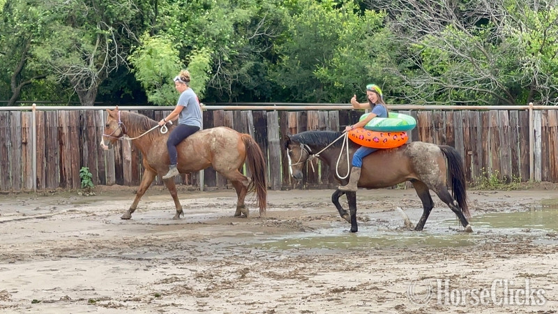Quarter Horse - "Jitterbug" Sorrel Gelding Quarter Horse in Texas
