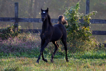 "Amira" Black Mare Arabian