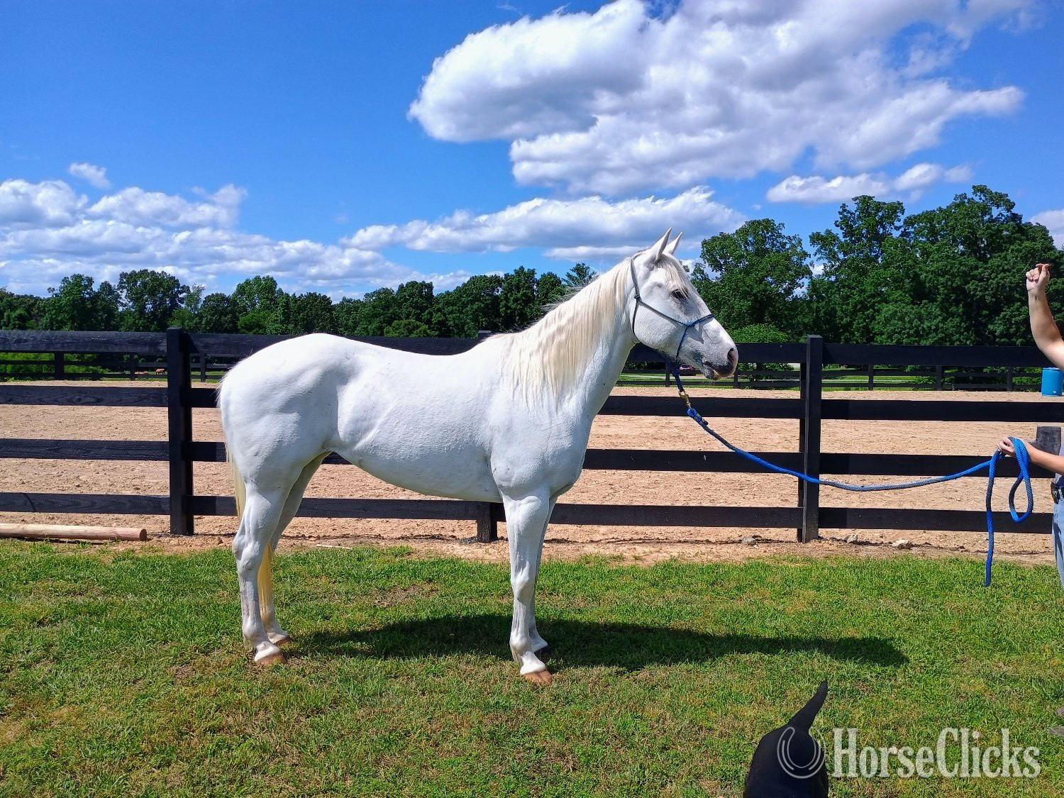 "Jolene" Grey Mare in Tennessee