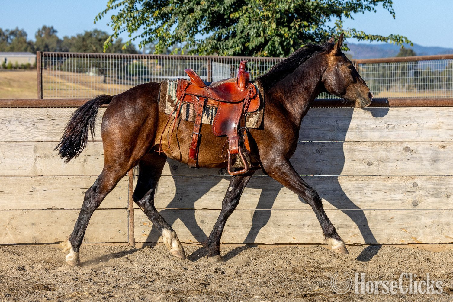 "Arcturus" Bay Colt Warmblood