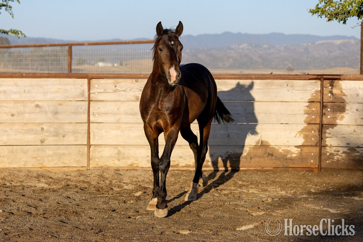 Warmblood - "Arcturus" Bay Colt Warmblood