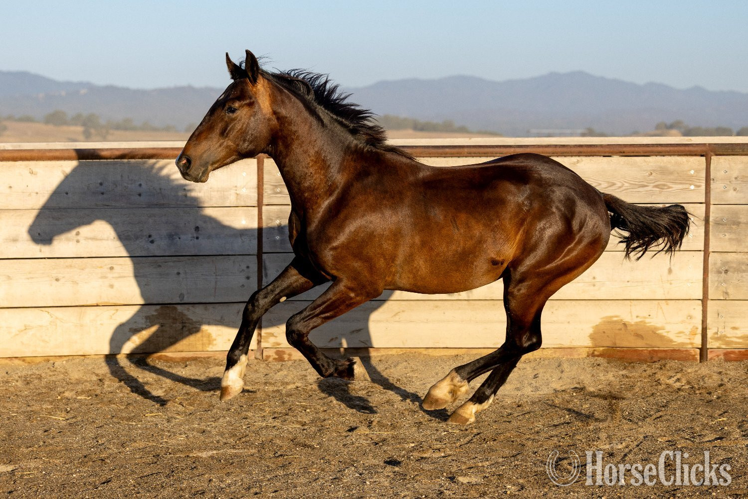 "Arcturus" Bay Colt Warmblood - Warmblood