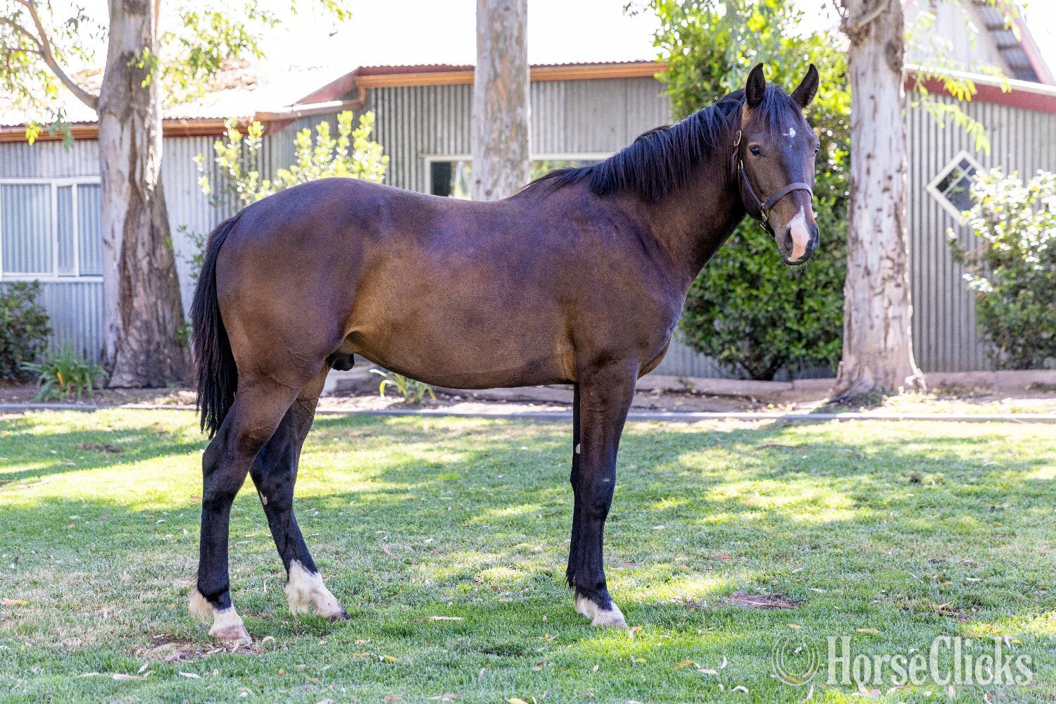 California "Arcturus" Bay Colt Warmblood