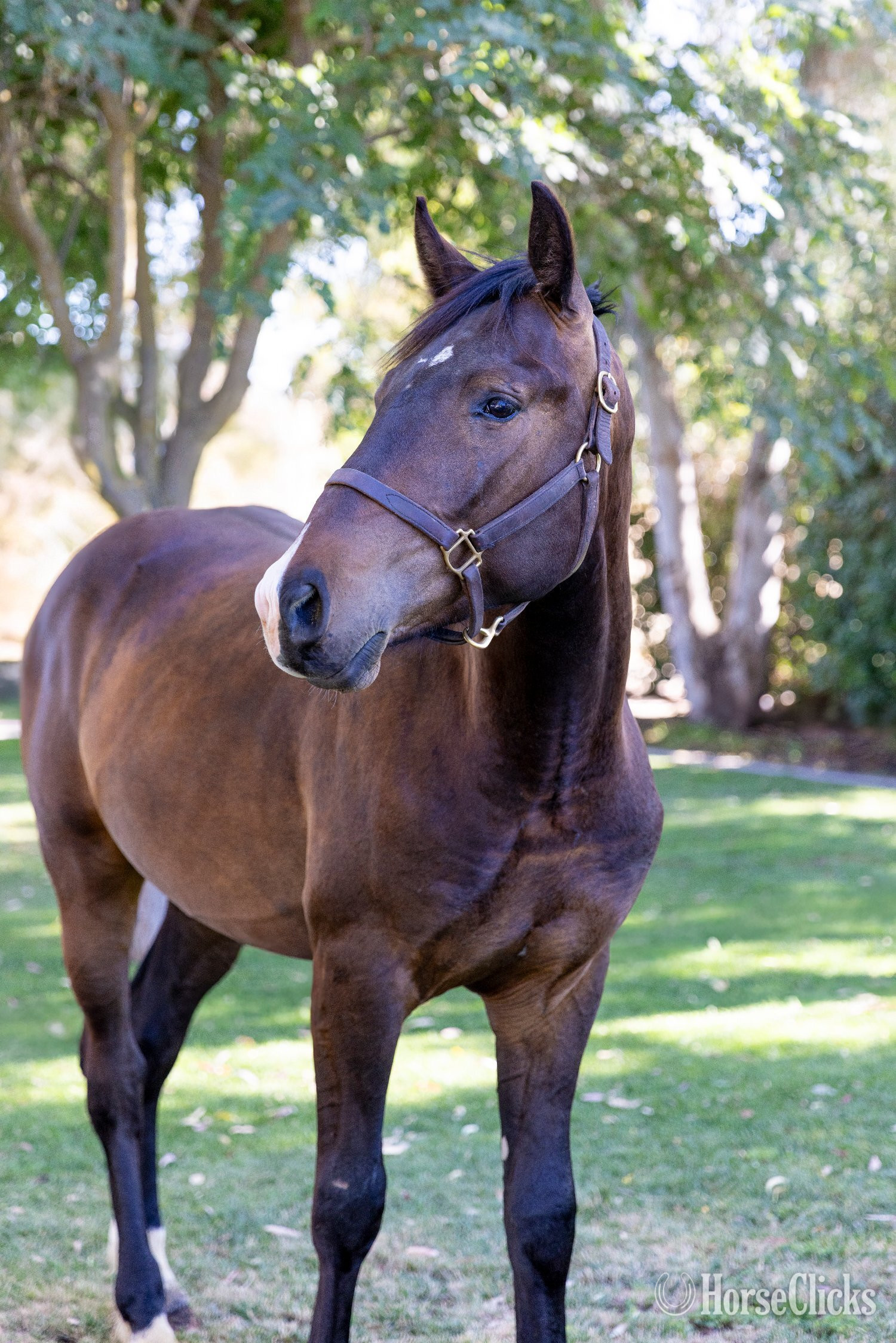 "Arcturus" Bay Colt Warmblood - Warmblood in California