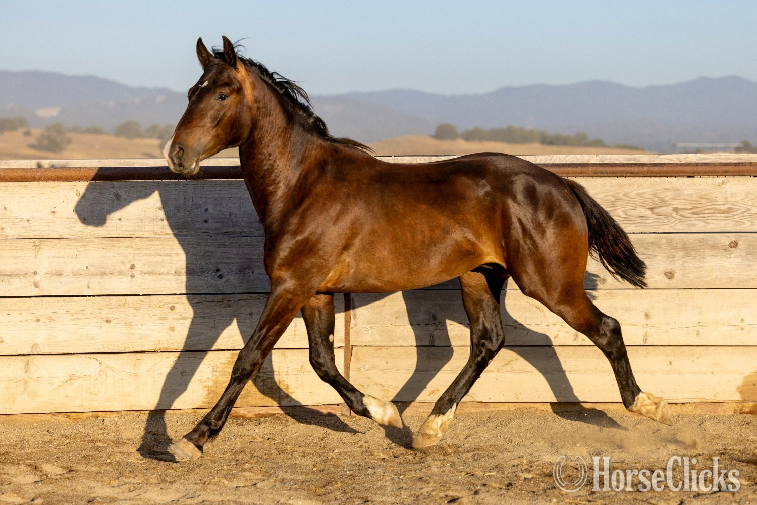 "Arcturus" Bay Colt Warmblood in California