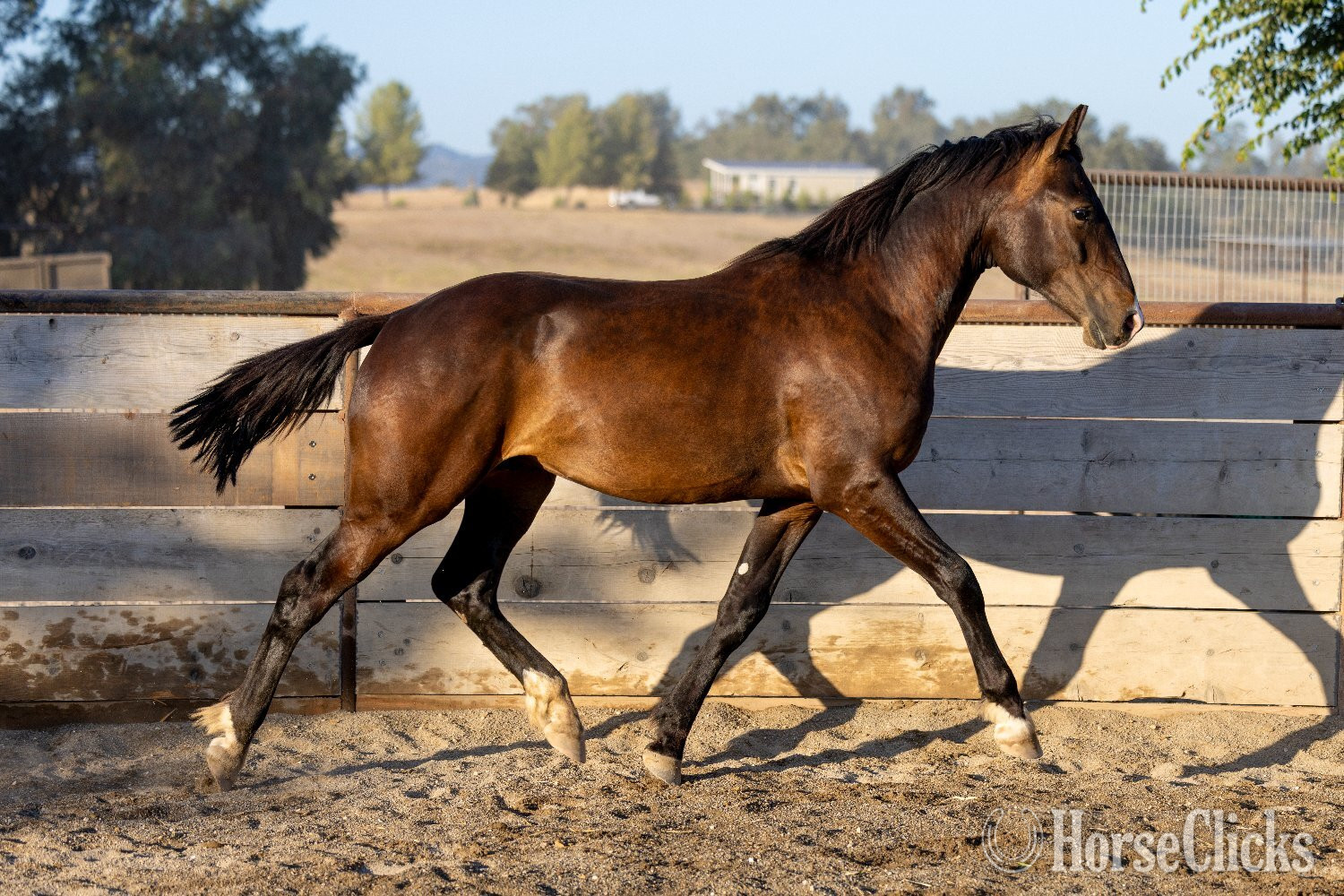 "Arcturus" Bay Colt Warmblood California
