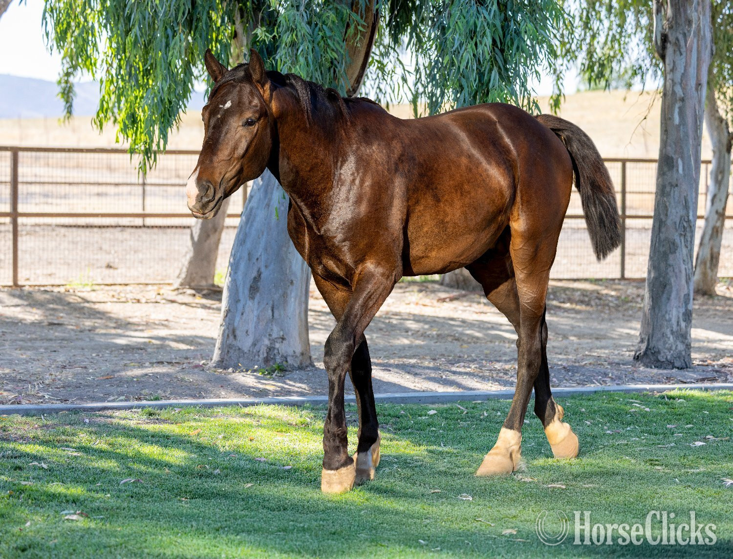 Warmblood - "Arcturus" Bay Colt Warmblood in California