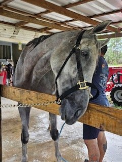 "Dancingwthdaffodls" Grey Mare Thoroughbred