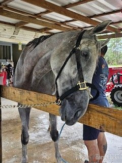 "Dancingwthdaffodls" Grey Mare Thoroughbred in Florida