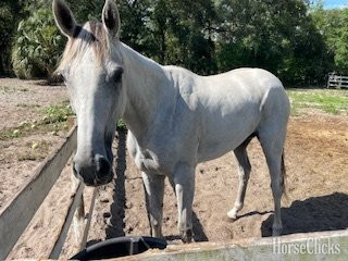 "Dancingwthdaffodls" Grey Mare Thoroughbred