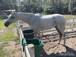 Florida "Dancingwthdaffodls" Grey Mare Thoroughbred